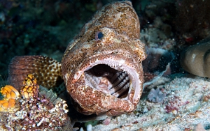 Raja Ampat 2019 - DSC08303_rc - Orange spotted grouper -  - Epinephelus coioides